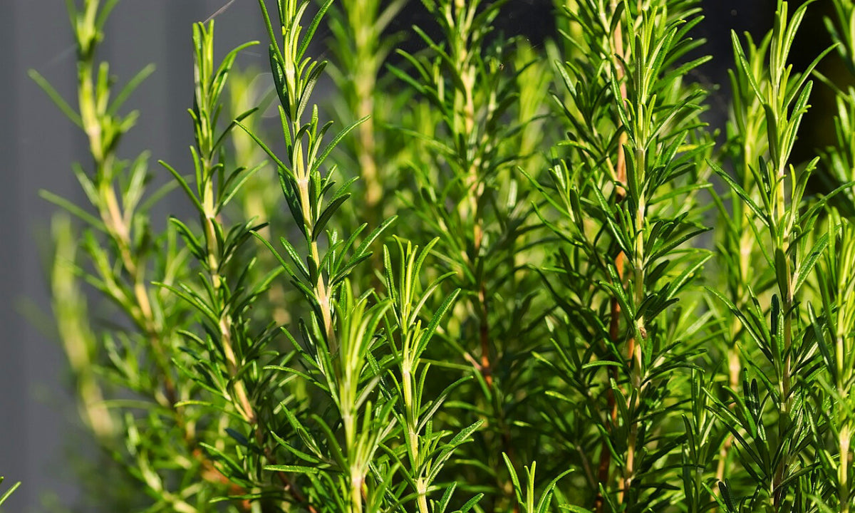 Rosemary Extract Benefits For Skin (How To Use?)