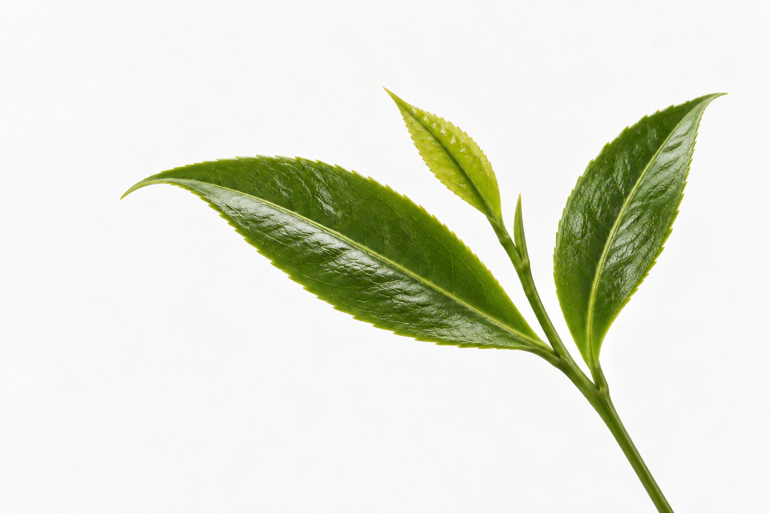Green Tea for Dark Circles and Puffiness: Benefits & Evidence