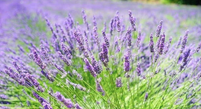 Lavender Benefits for Skin: Improve Skin with an Antibacterial Botanical