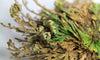 The Resurrection Plant: Benefits for Skin
