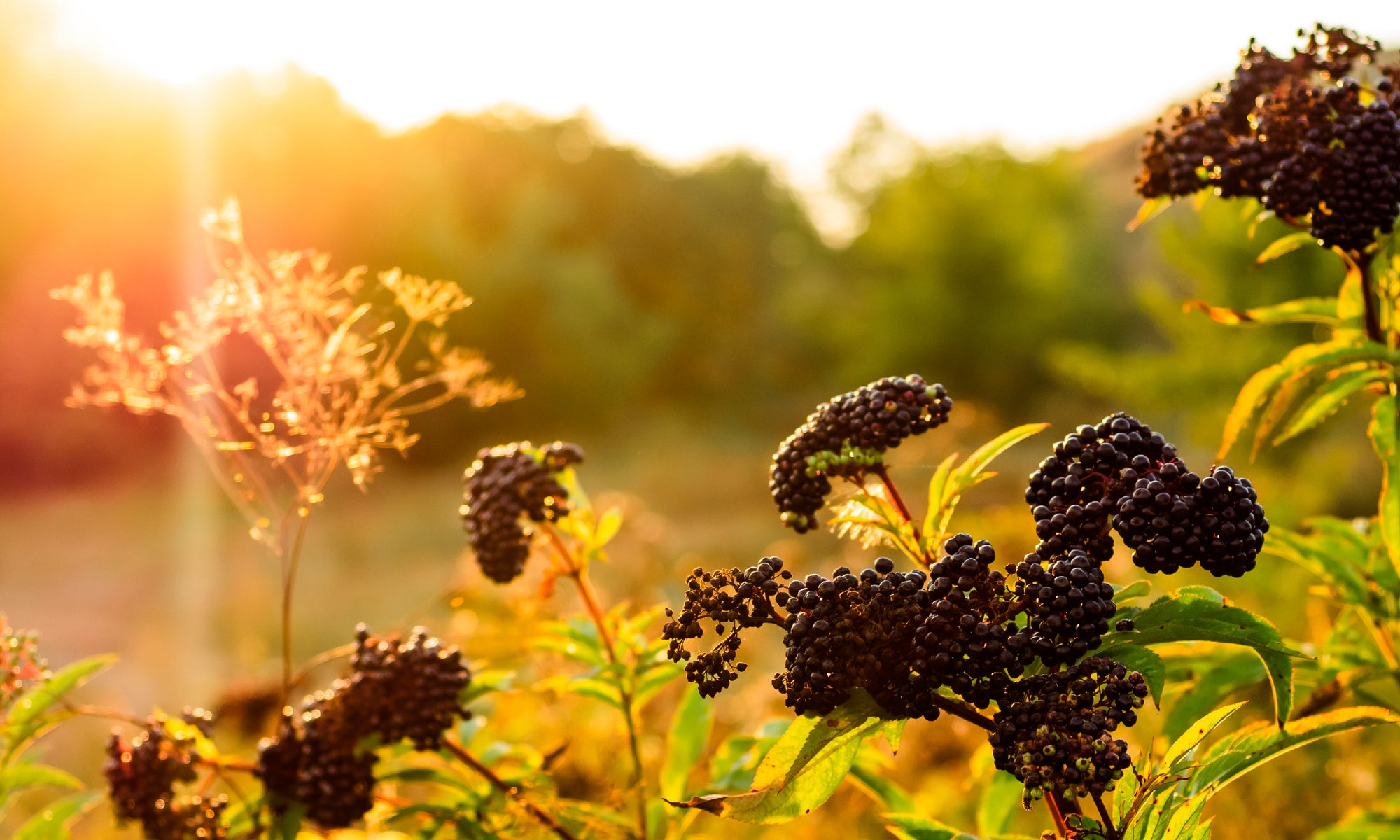 The Awesome Skincare Benefits of Elderberry