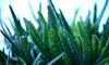 Aloe vera skin benefits