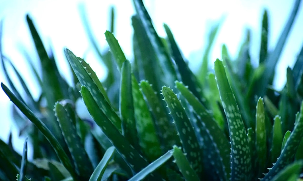 Aloe Vera Skin Benefits : The Ancient Beauty Powerhouse