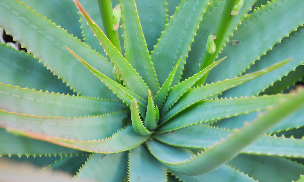 Natural Antioxidants: Skin Protection from Oxidative Stress