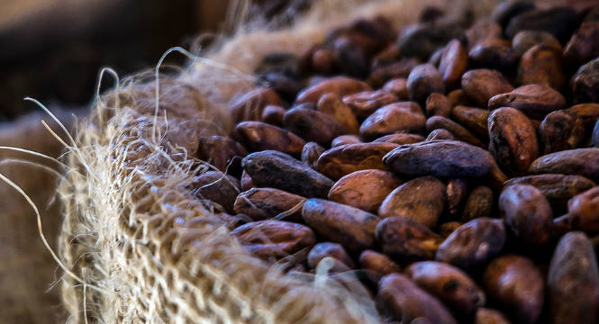 Cocoa Benefits for Skin: Chocolate Isn’t Just for Dessert