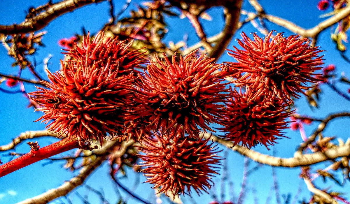 Castor Oil Skin Benefits