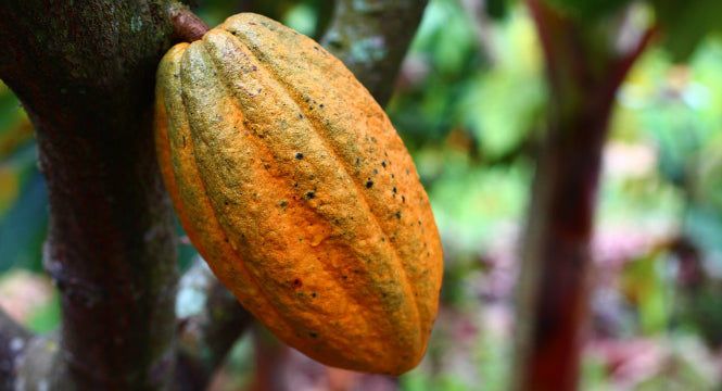 Cocoa Butter Benefits for Skin: Healing the Damage of Oxidative Stress