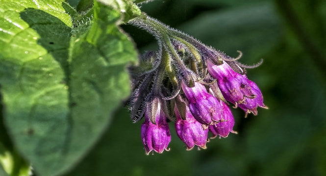 What is Allantoin and its Role in Anti-Aging?