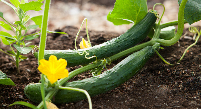 Cucumber's Anti-Aging Power for Skin