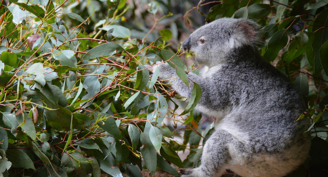 EUCALYPTUS LEAF OIL BENEFITS FOR SKIN