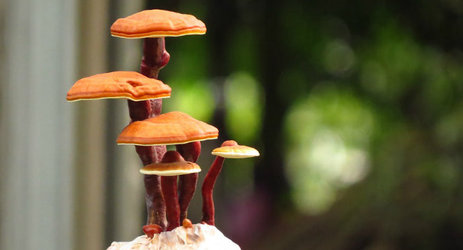 HOW VITAMIN-PACKED MUSHROOMS BENEFIT YOUR SKIN