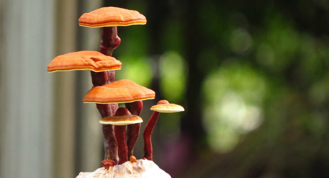 How Vitamin-Packed Mushrooms Benefit Your Skin
