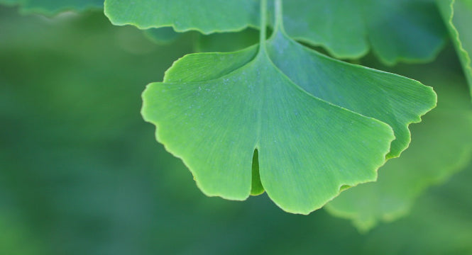 The Big G’s for Skincare: Ginseng, Gingko Biloba & Gotu Kola