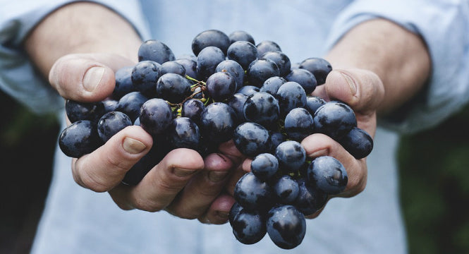 Grape Seed Extract Benefits for Skin