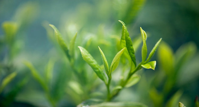 Green Tea and Skin - Experience Real Rejuvenation