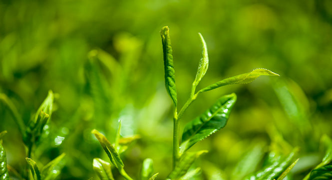 Green Tea Benefits for Skin: A True Antioxidant Powerhouse