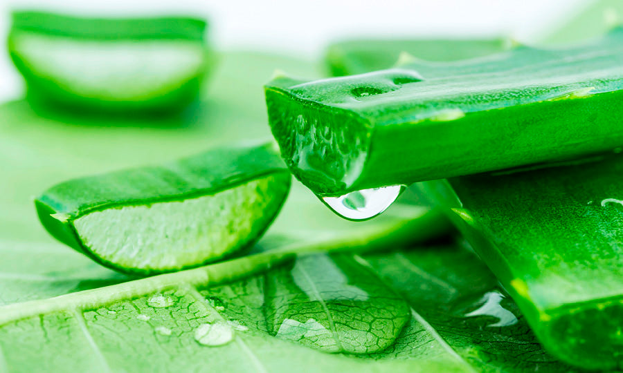 Using Aloe Vera for Acne and Improving the Look of Your Skin