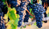 Resveratrol: What is it, and How Does it Benefit Your Skin?