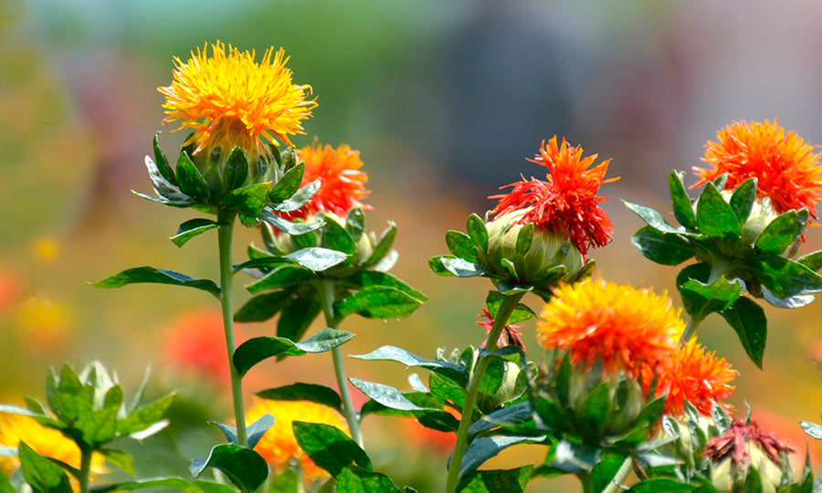 Four Impressive Safflower Seed Oil Benefits for Skin & Beauty
