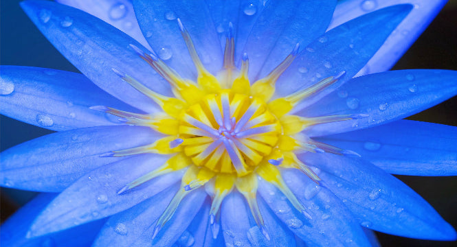 Flower Power: Floral Ingredients for Better Skin