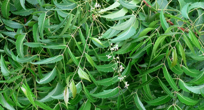 NEEM LEAF EXTRACT BENEFITS FOR SKIN: HYDRATE & HEAL