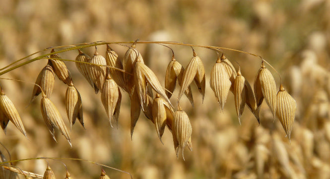 Oats: Natural Superfood to Solve Skin Conditions