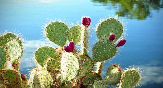 PRICKLY PEAR SEED OIL: BREAKING THROUGH THE EPIDERMIS