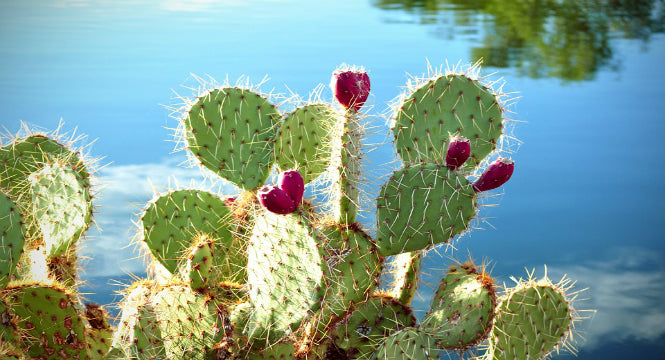 Prickly Pear Seed Oil: A True Desert Gem