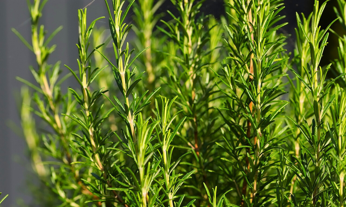 Rosemary Extract Benefits For Skin (How To Use?)