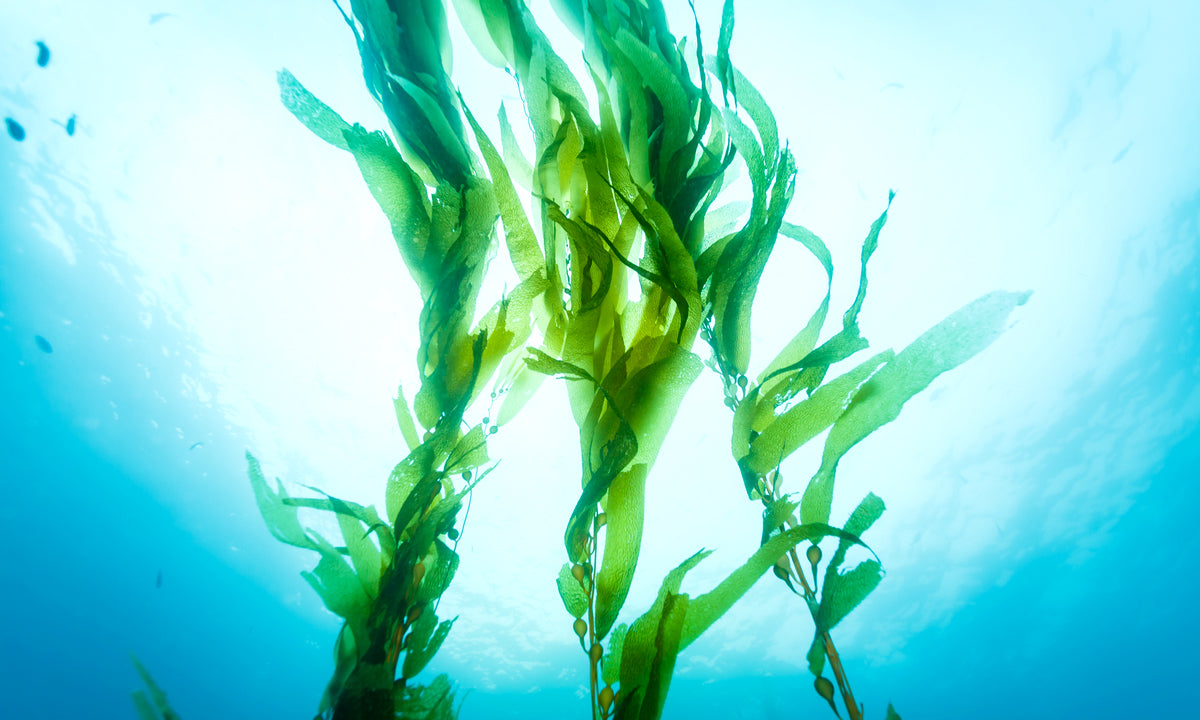 Benefits of Seaweed for Skin 