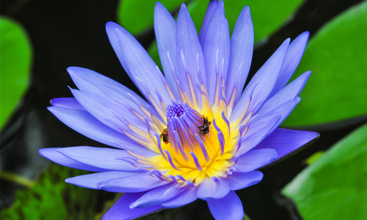 Skincare Benefits Of Blue Lotus Flower