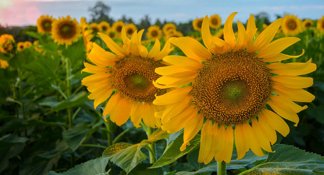 Vitamin E for Skin: Fight Damaging Free Radicals